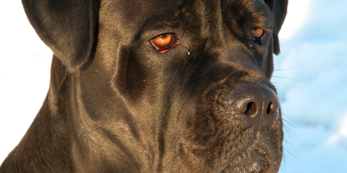768x1024 Cane Corso photos and wallpapers. The