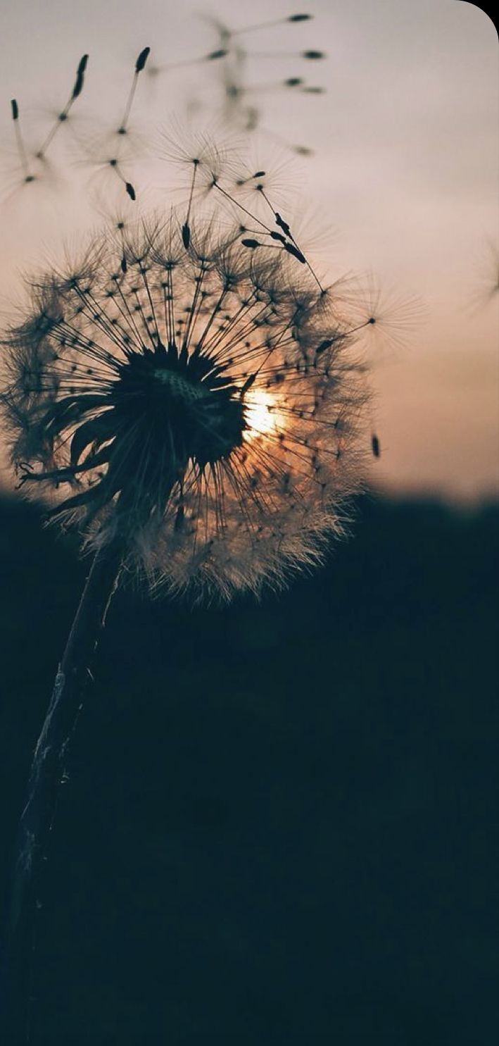 709x1485 Dandelion Aesthetic