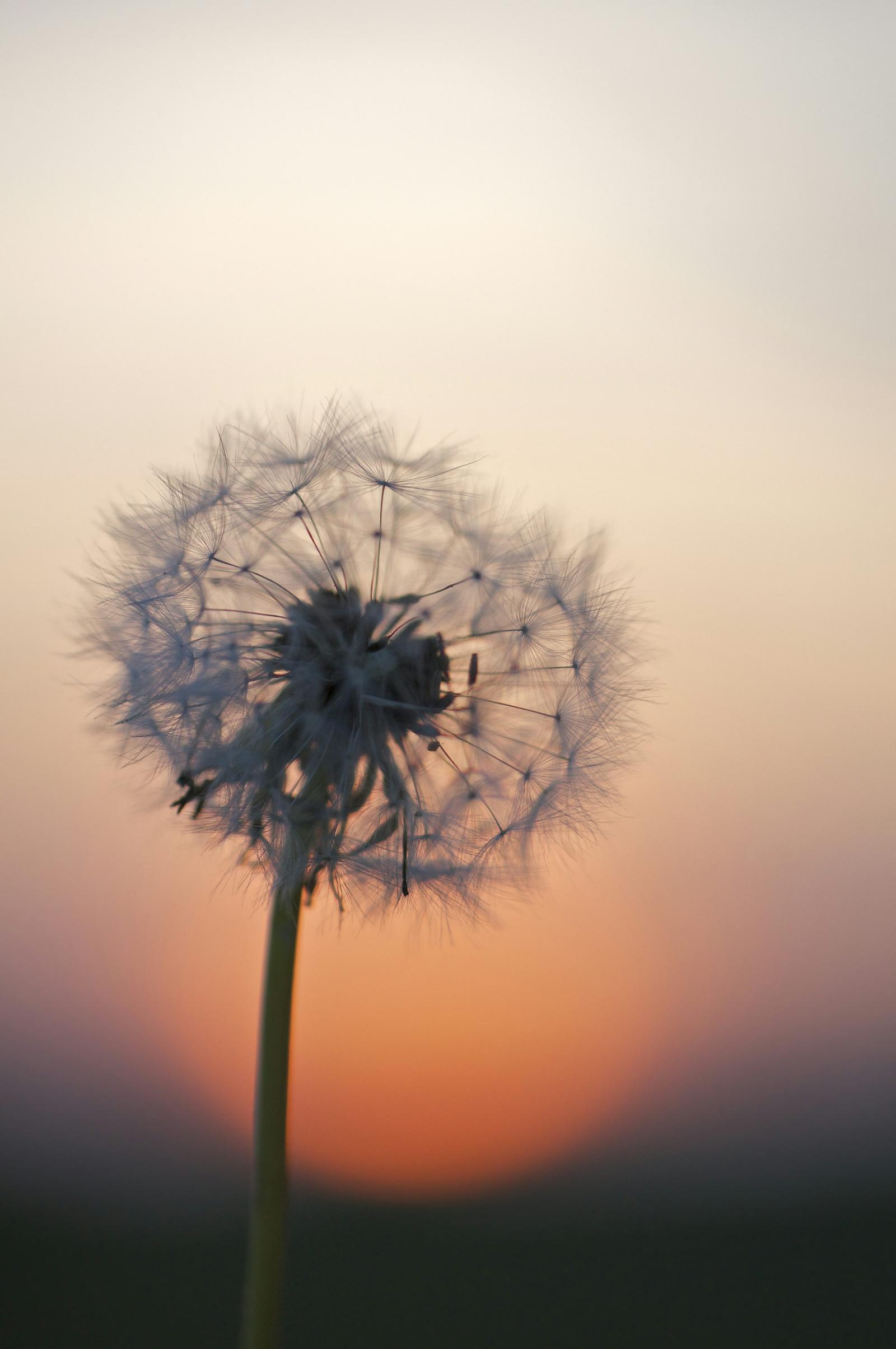 3000x4515 Dandelion flower under golden hour