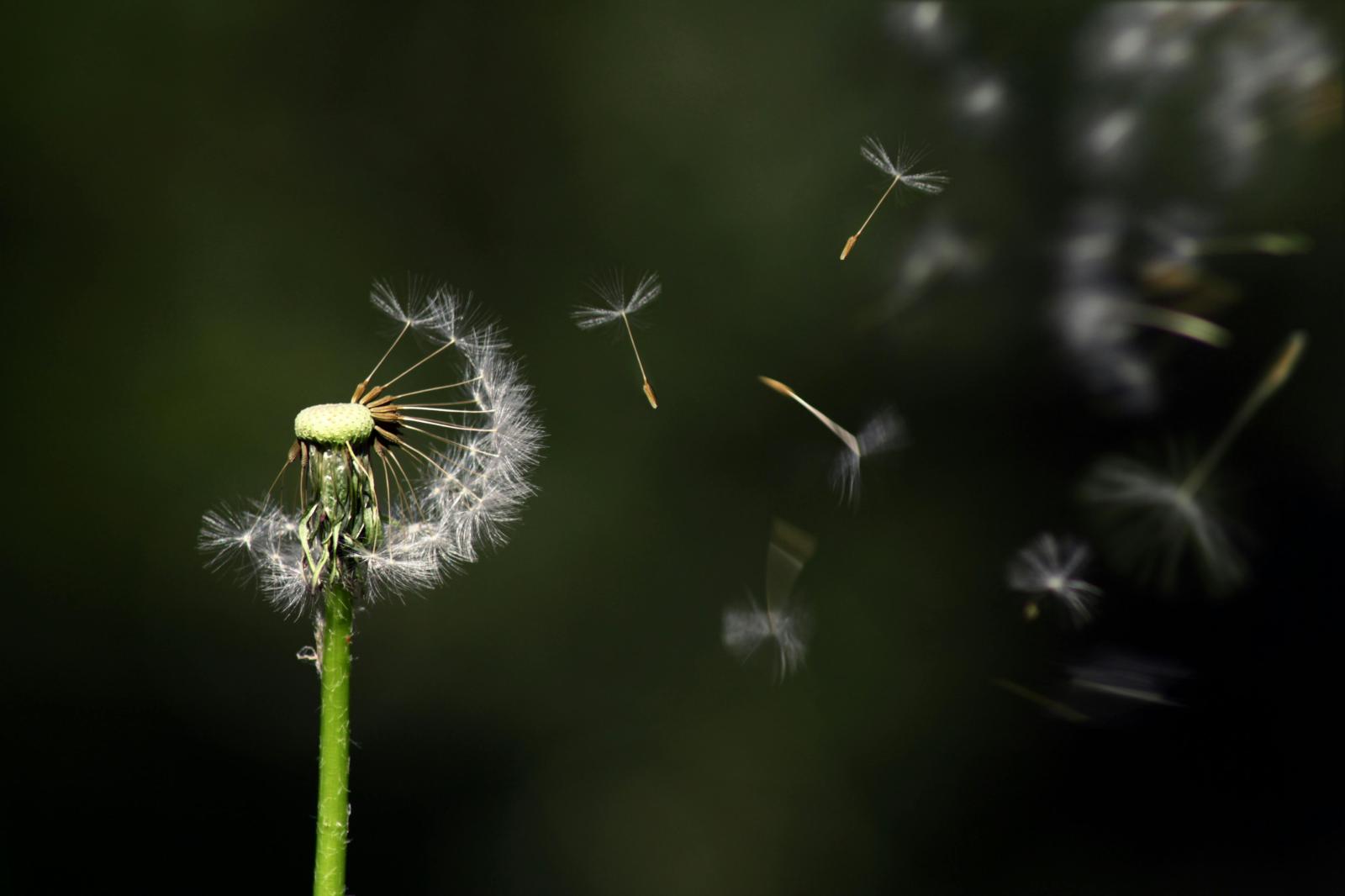 5184x3456 Dandelion Photos, Download The BEST