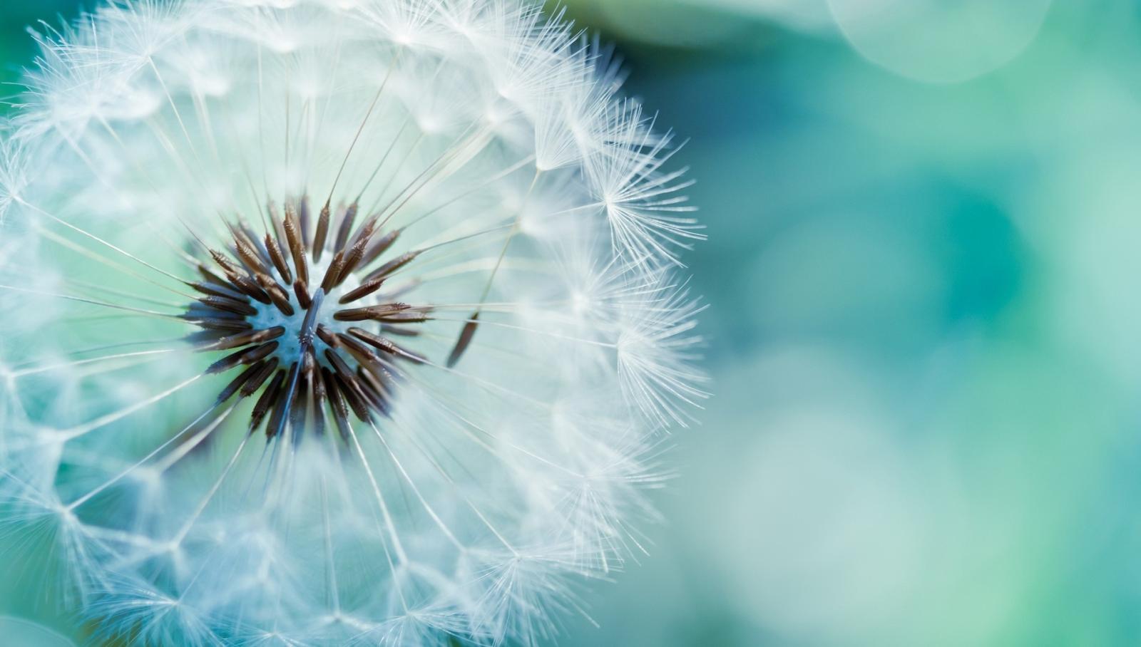 1903x1080 dandelion-flower-hd-wallpapers.jpg