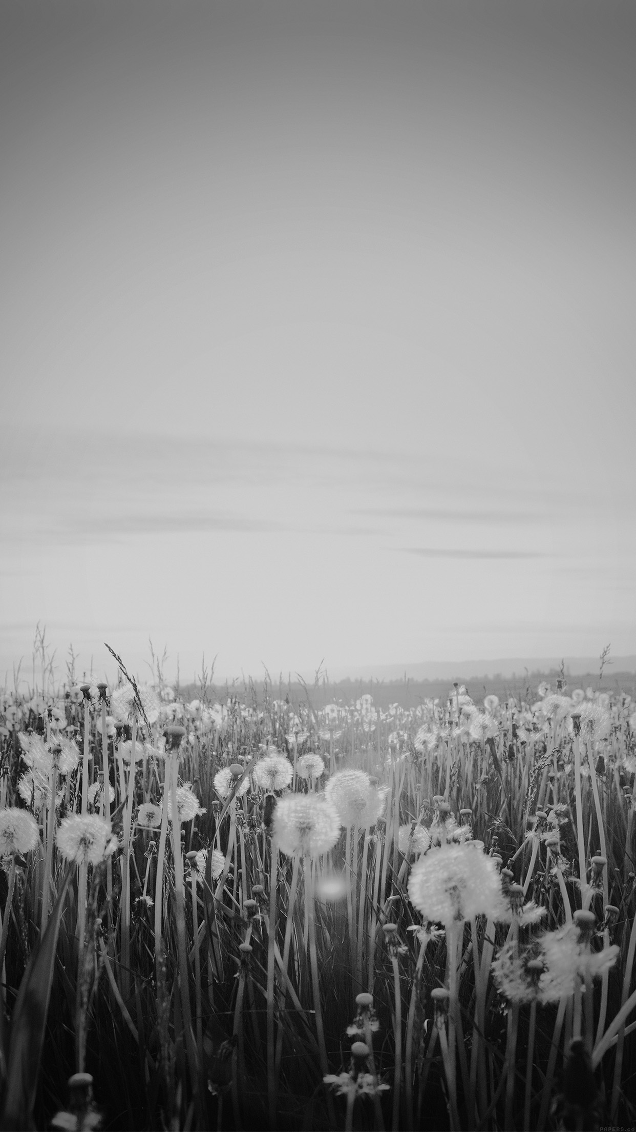 1242x2208 mo34-nature-love-flower-dark-dandelion
