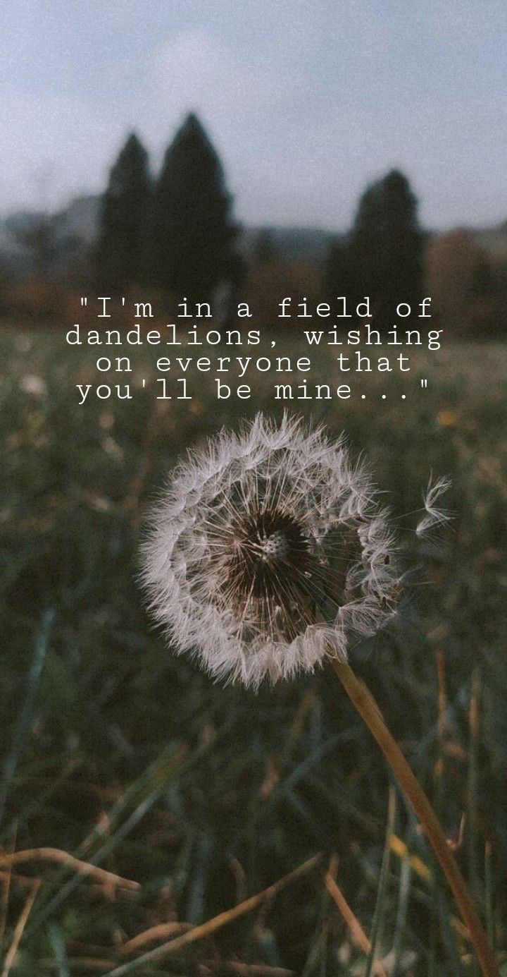720x1385 Dandelions wallpaper