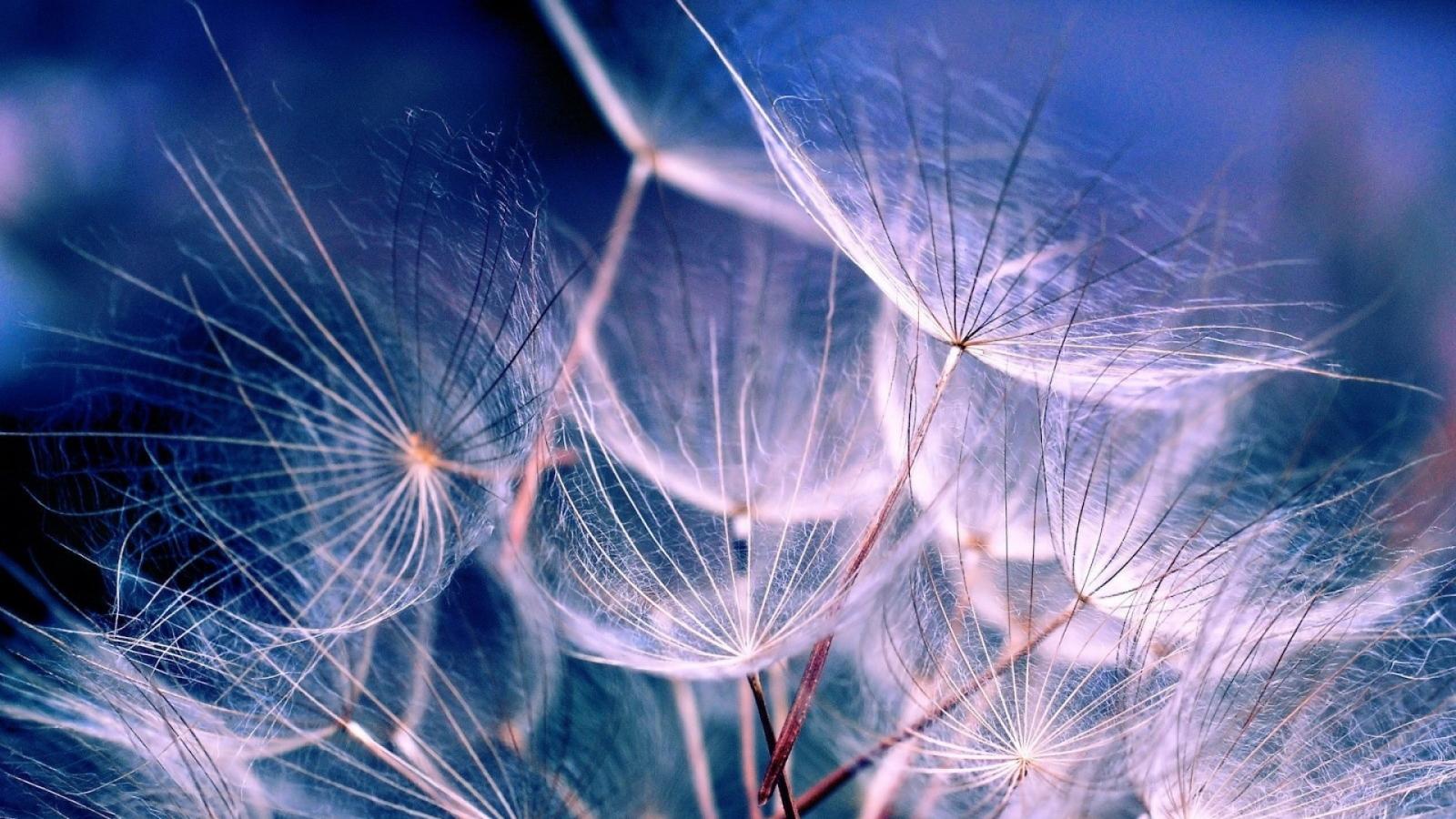 1920x1080 Dandelion Wallpapers | Best Wallpapers