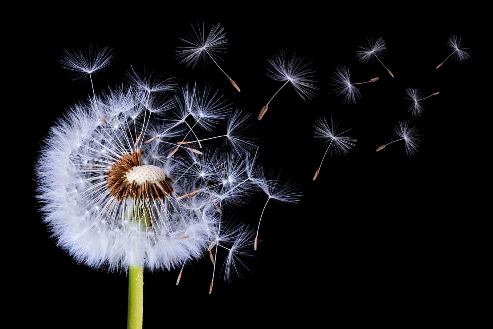 1920x1283 Wallpaper Mural - Dandelion Blowing
