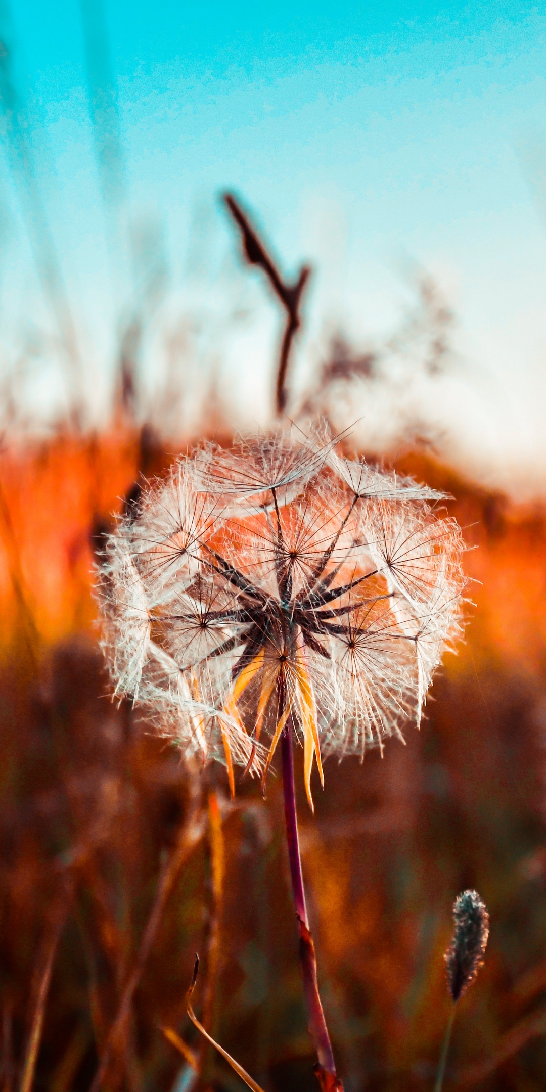 1080x2160 Dandelion flower Wallpaper 4K, Summer