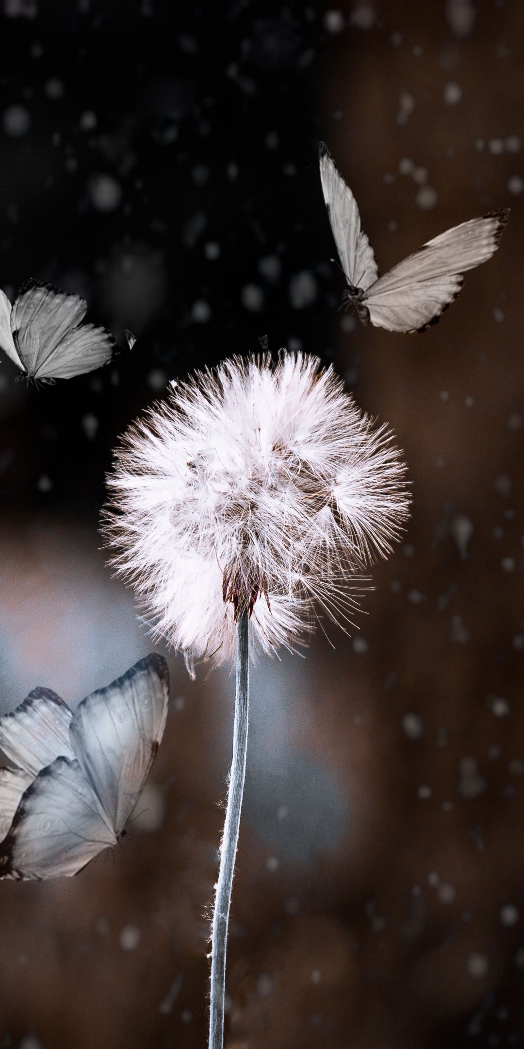 1080x2160 Bokeh, dandelion and butterfly, blur