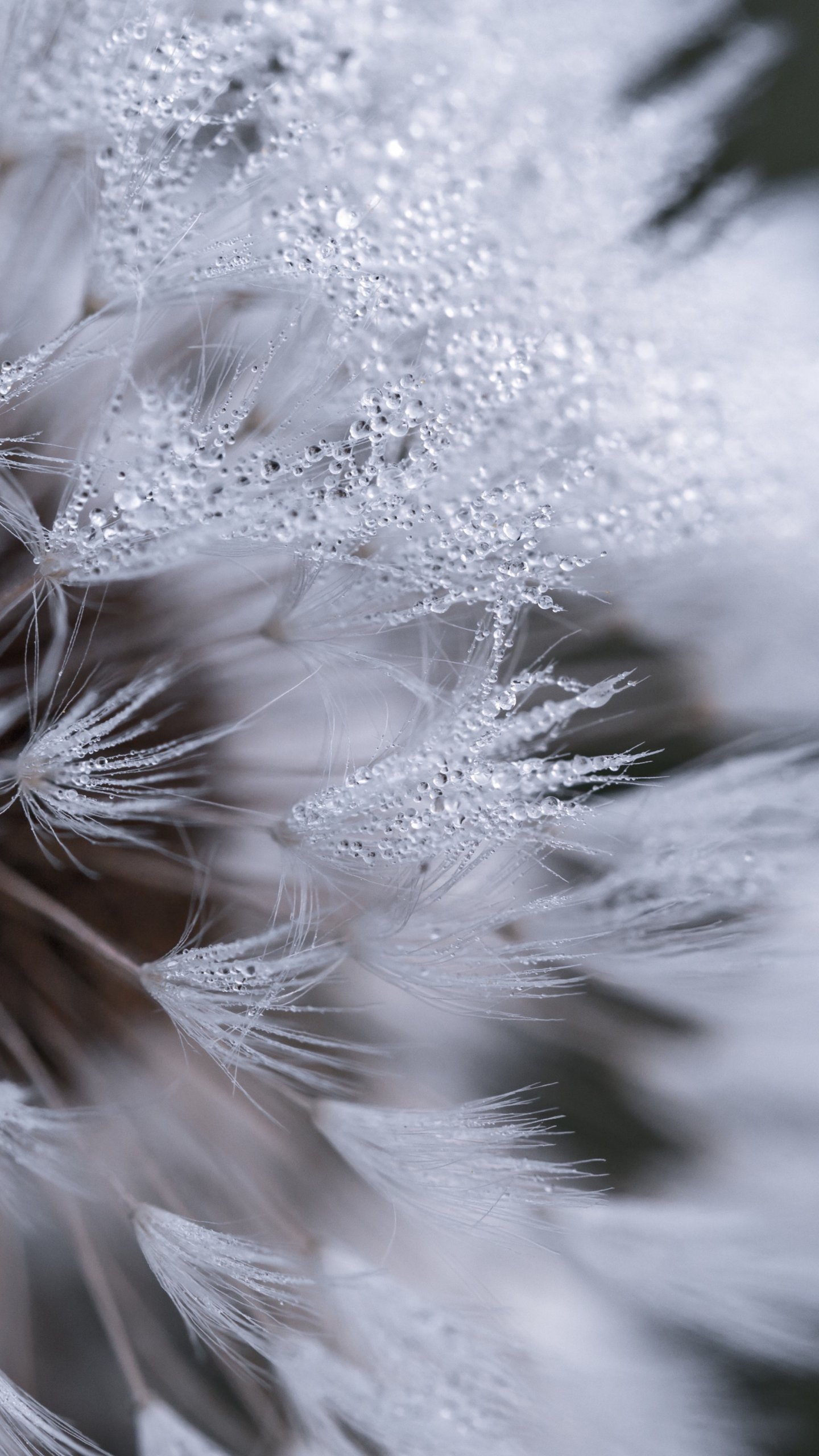 1440x2560 Dandelion With Dew Wallpaper - iPhone