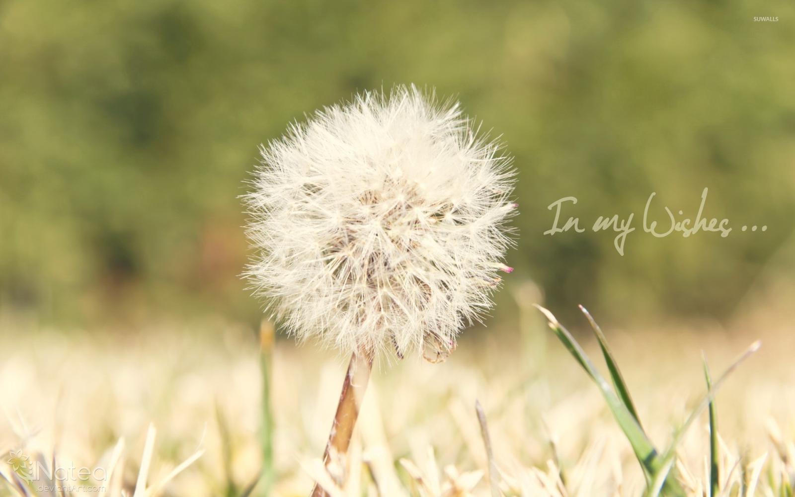 1920x1200 Dandelion [7] wallpaper - Flower