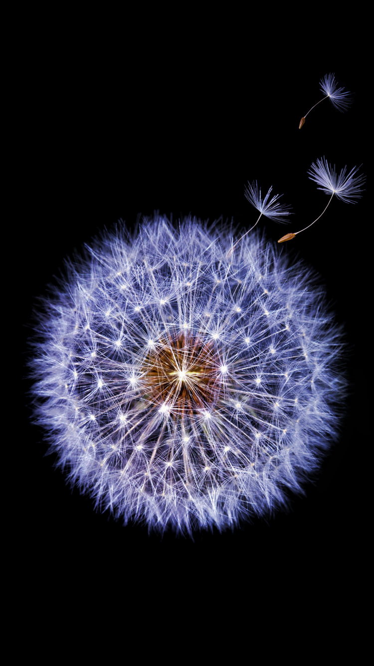 750x1334 Download wallpaper 750x1334 dandelion