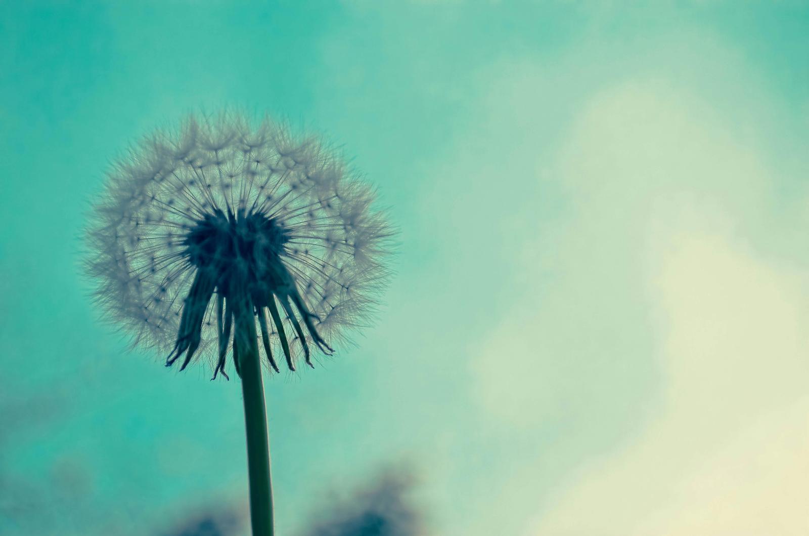4928x3264 Dandelion Photos, Download The BEST