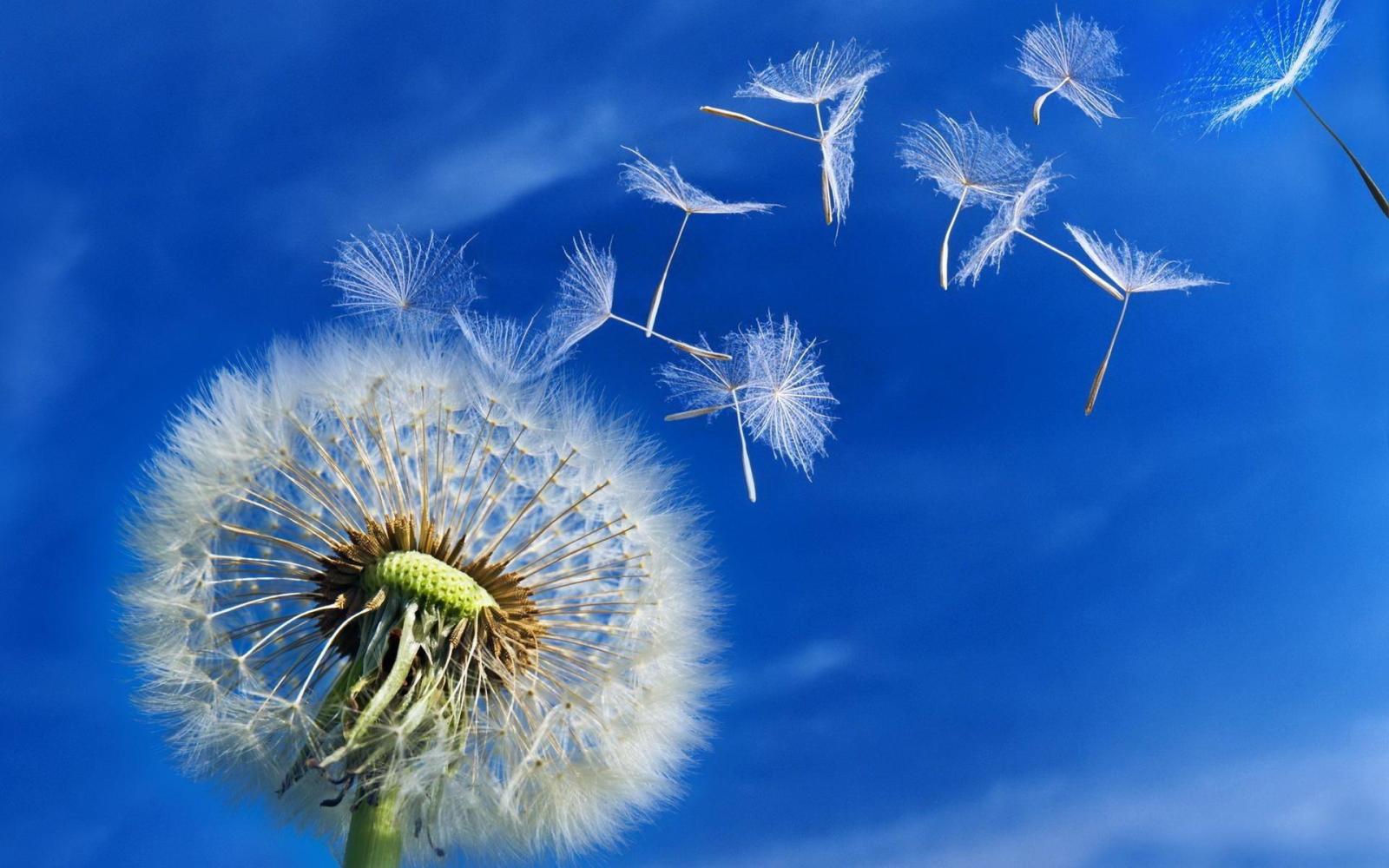 1920x1200 blowing-dandelion-wallpaper-wallpaper-4