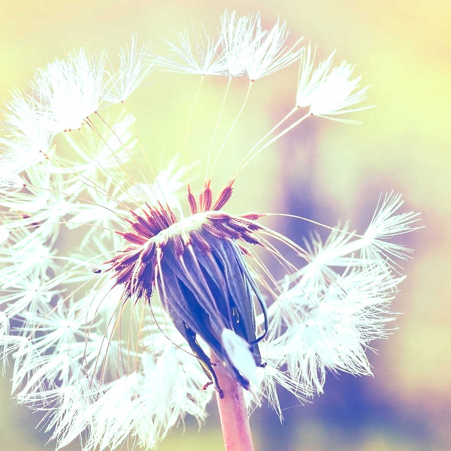 900x900 Dandelion picture wallpaper | DD118596