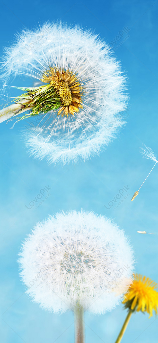 650x1407 Common Dandelion Wallpapers - Wallpaper
