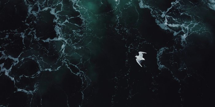 3000x1997 500+ Deep Sea Pictures [HD] | Download