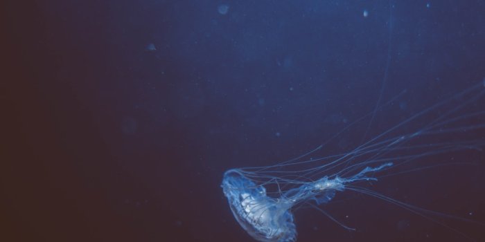 1000x1500 Deep Ocean Phone Wallpapers - Wallpaper