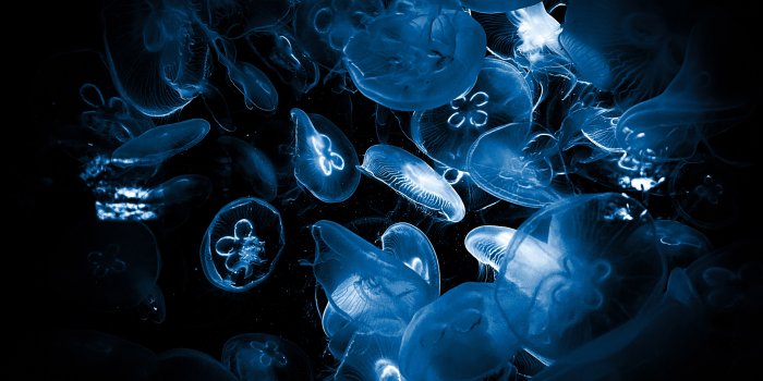 3840x2160 Jellyfishes Wallpaper 4K, Deep Sea