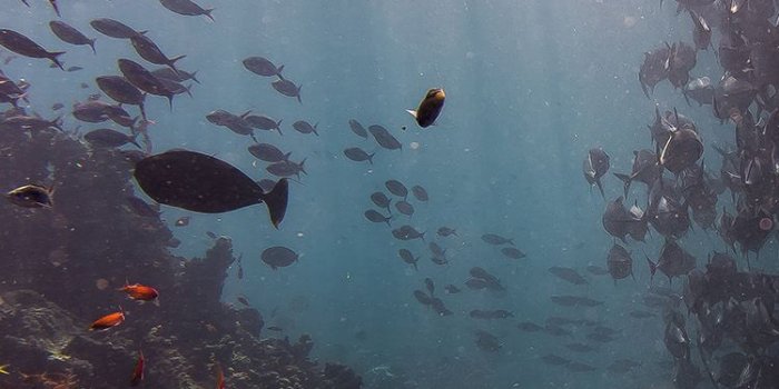 750x1334 oa52-deep-dive-sea-fish-ocean-water-nature