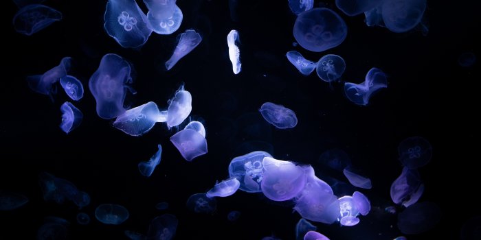 6016x3384 Jellyfishes Wallpaper 4K, 8K