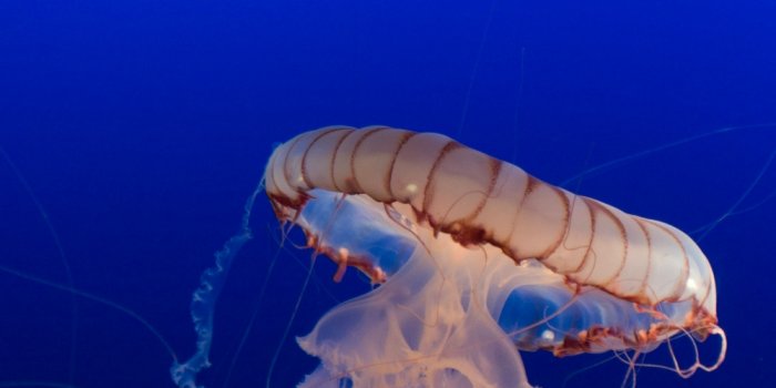 1000x1498 Jellyfish Underwater Creatures Deepsea