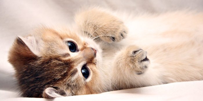 1920x1080 Cute Cat HD Wallpaper: Adorable Feline