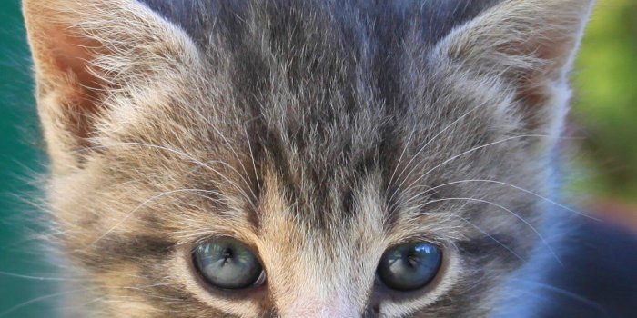 1242x2688 Kitten Wallpapers (115 images