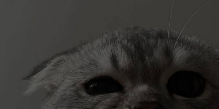 1080x1920 Download Cute Cat Aesthetic Biting