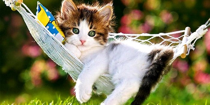 2400x1800 Cat Wallpapers (148 images) - WallpaperCat