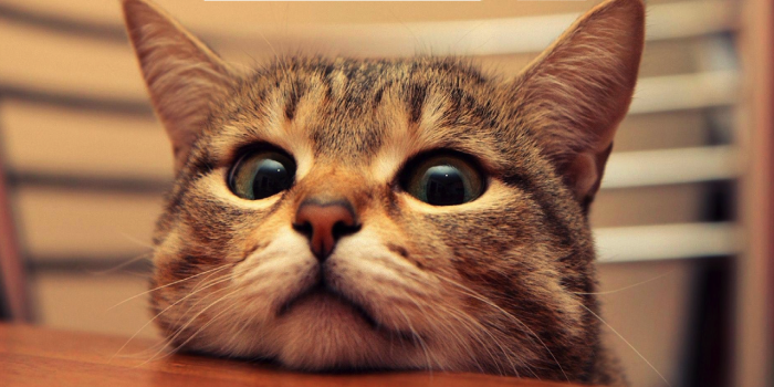 1280x800 Cute Cats Wallpaper - Chrome Web Store