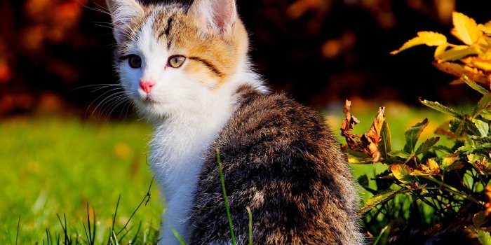 1920x1200 Cute Kitten Animal Cat Cute Cat