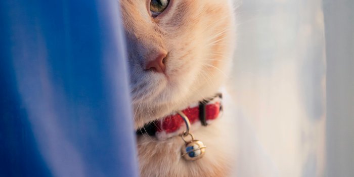 3648x5472 Cat Wallpaper Photos, Download The BEST