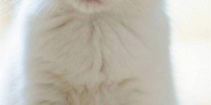 1125x2436 Cute Lovely Staring Kitten Cat iPhone