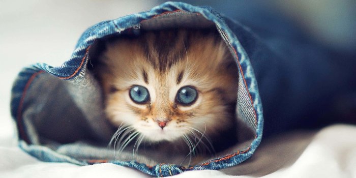 1920x1080 200+] Aesthetic Cat Pictures