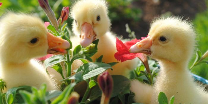 1920x1285 200+] Duck Wallpapers | Wallpapers.com