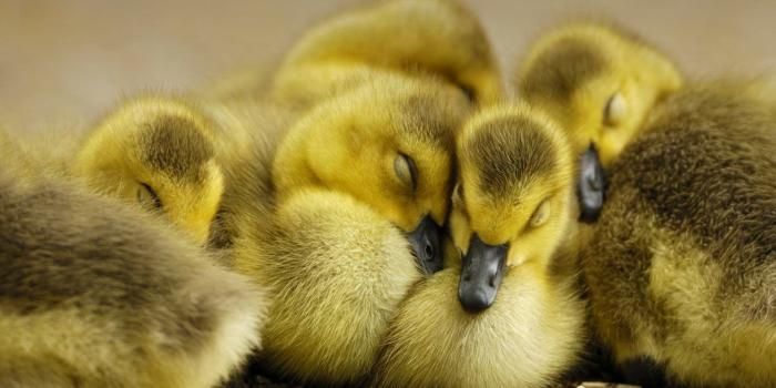 1920x1080 Cute Duckling Animal Duck HD Wallpaper