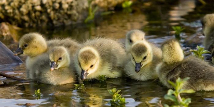 1920x1080 Cute Duckling Animal Duck HD Wallpaper