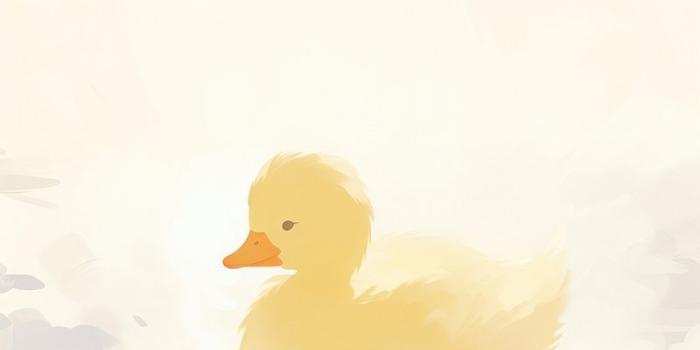 800x1427 Duck Wallpaper Images | Free Photos