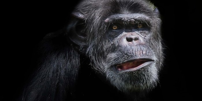 1920x1280 100+] Black Monkey Pictures