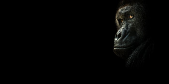 1920x1280 look, monkey, gorilla, black background