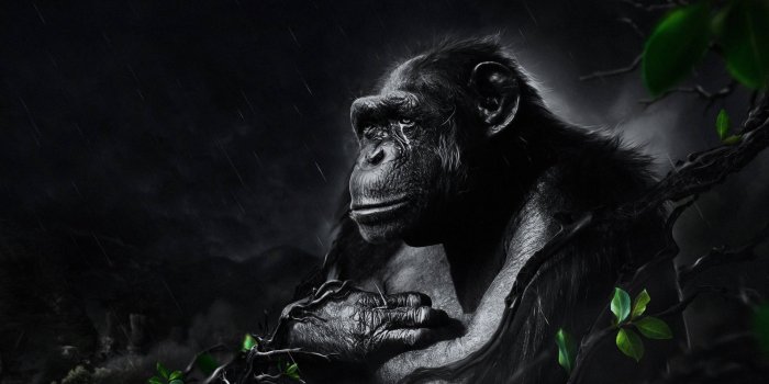 1920x1080 Black Monkey Lonely Painting Wallpaper