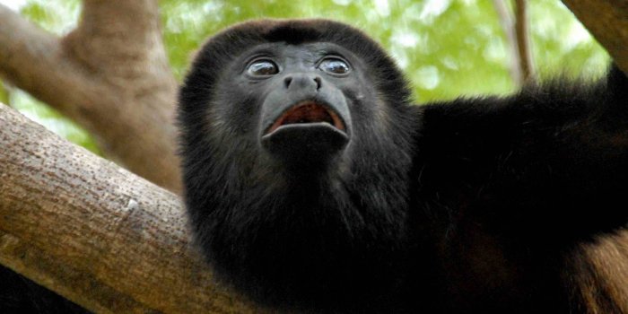 1600x1071 Black Howler Monkey Wallpapers