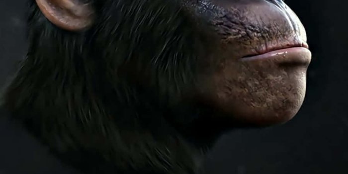 900x1600 Black Monkey Sunglasses Hip-hop Picture