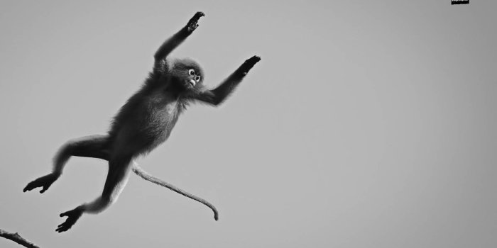 1600x900 monkeys | Wallpaper 29 HD