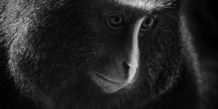 2160x3840 monkey Wallpaper 4K, Owl-faced monkey, Dark
