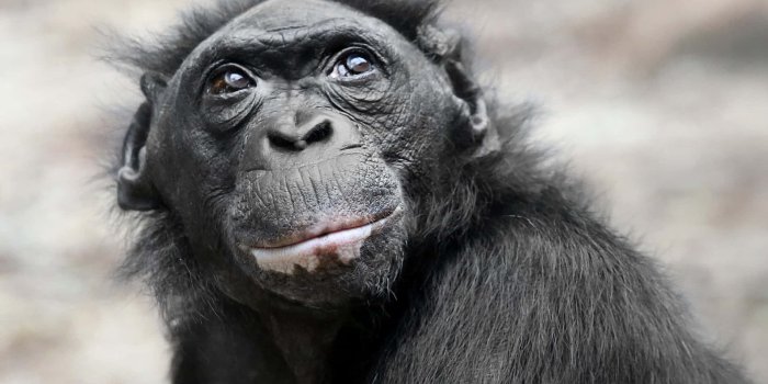 1920x1200 Chimpanzee Black Monkey Animal Picture