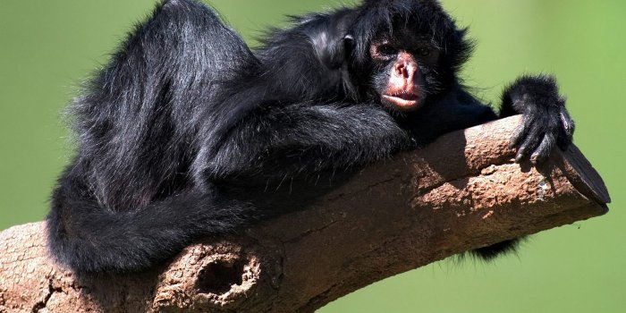 1920x1200 Spider Monkey Animal Monkey HD Wallpaper