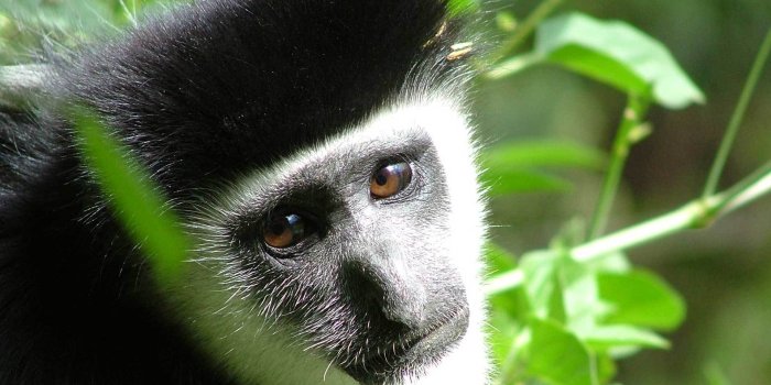 1920x1200 Black-and-white colobus wallpaper