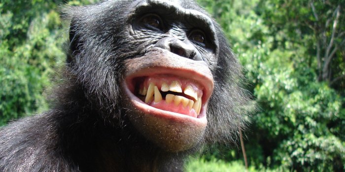 1920x1200 Download Animal Monkey HD Wallpaper