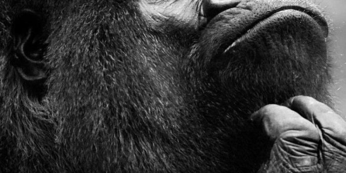 800x1200 Monkey iPhone Wallpapers