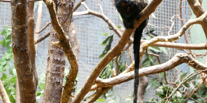 3000x2253 500+ Black Monkey Pictures [HD